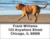 Majestic Mastiff Address Labels | LBDOG-41