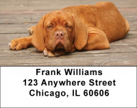 Majestic Mastiff Address Labels | LBDOG-41
