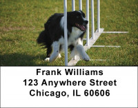 Agility Border Collies Address Labels