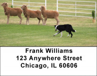 Border Collie at Work Address Labels | LBDOG-46