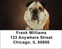 Cute English Bulldog Address Labels | LBDOG-50