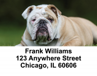 Cute English Bulldog Address Labels | LBDOG-50