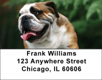 Cute English Bulldog Address Labels | LBDOG-50