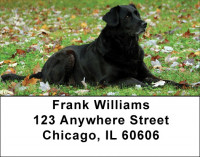 Brilliant Black Labs Address Labels | LBDOG-52