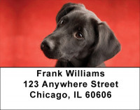 Black Lab Puppies Address Labels | LBDOG-53