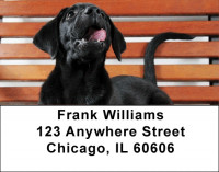 Black Lab Puppies Address Labels | LBDOG-53