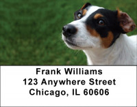 Mischievous Jack Russells Address Labels | LBDOG-58