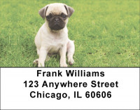 Pugs At The Park Address Labels | LBDOG-84