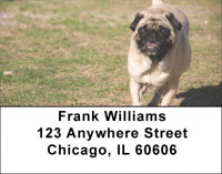 Pugs At The Park Address Labels | LBDOG-84