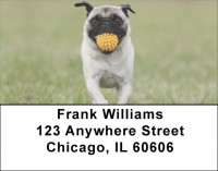Pugs At The Park Address Labels | LBDOG-84