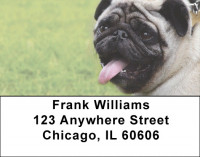 Pugs At The Park Address Labels | LBDOG-84