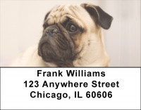Pug Portraits Address Labels | LBDOG-85