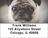 Pug Portraits Address Labels | LBDOG-85