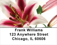 Day Lilies Address Labels | LBFLO-24