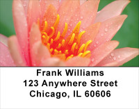 Lotus Rainbow Address Labels | LBFLO-29