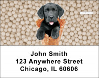 Gelato Pups Keith Kimberlin Address Labels | LBKKM-03