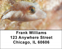 Assorted Fish by Aggressor Fleet Address Labels | LBWYB-01