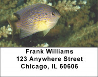 Assorted Fish by Aggressor Fleet Address Labels | LBWYB-01