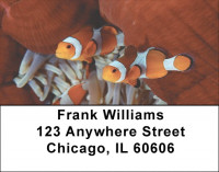Clown Fish by Aggressor Fleet Address Labels | LBWYB-02