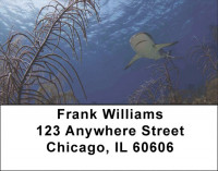 Sharks by Aggressor Fleet Address Labels | LBWYB-04