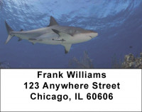 Sharks by Aggressor Fleet Address Labels | LBWYB-04