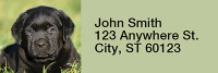 Black Lab Puppies Rectangle Address Labels | LRRDOG-53