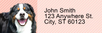Bernese Mountain Dog Pups Keith Kimberlin Address Labels | LRRKKM-27