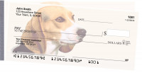 Beagles Side Tear Checks