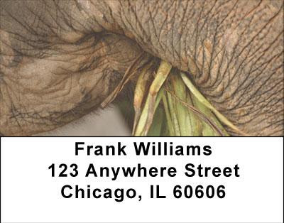Elephants Up Close and Personal Address Labels | LBANI-69
