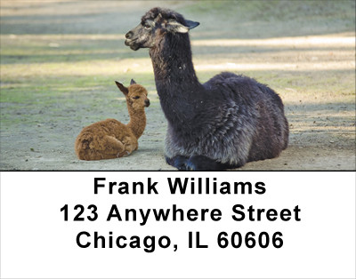 Llama Address Labels | LBANJ-38