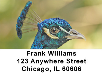 Peacock Parade Address Labels | LBANJ-53