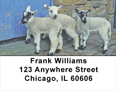 Lambs Address Labels | LBANJ-67