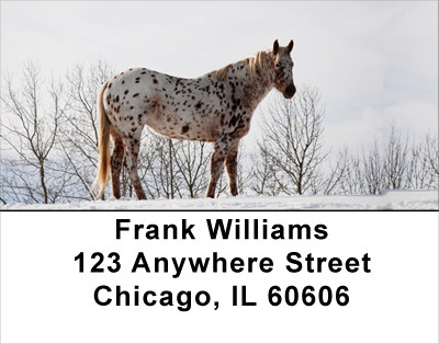 Appaloosa Address Labels | LBANK-46