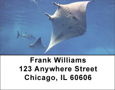 Manta Rays Address Labels | LBANK-83