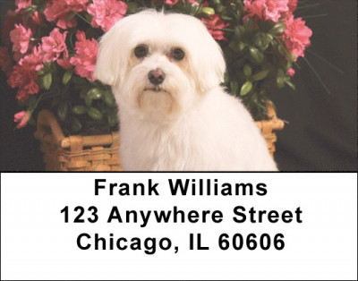 Maltese Address Labels | LBDOG-103