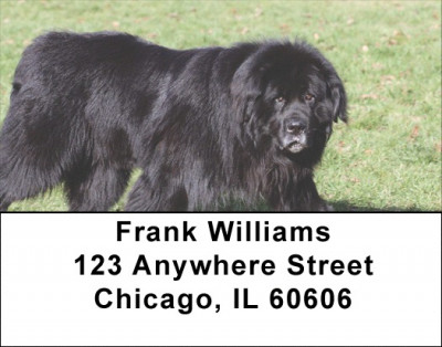 Newfoundland Address Labels | LBDOG-105