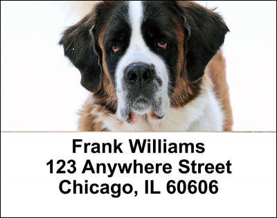 Saint Bernard Address Labels | LBDOG-108