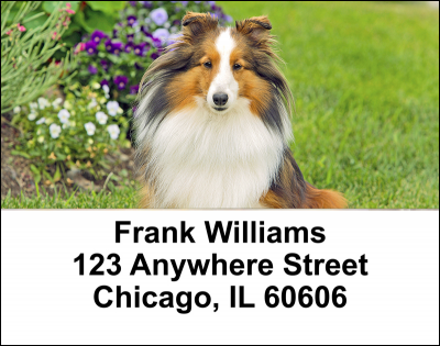 Shetland Sheepdog Address Labels | LBDOG-109