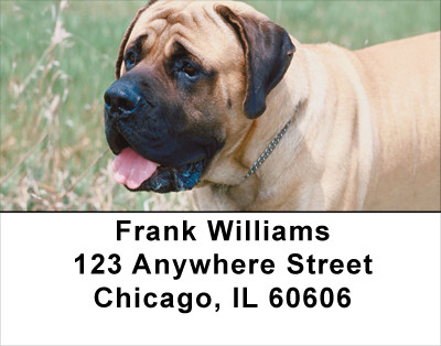 Mastiff Address Labels | LBDOG-33