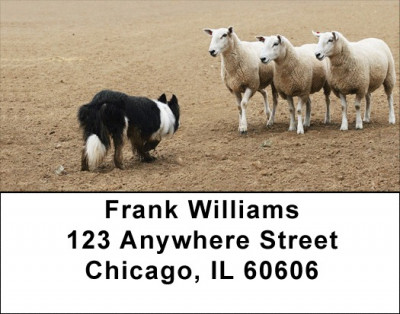 Border Collie at Work Address Labels | LBDOG-46
