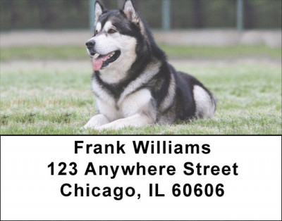 Alaskan Malamute Address Labels | LBDOG-91