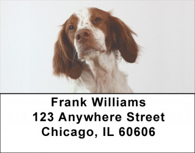 Brittany Spaniels Address Labels | LBDOG-96