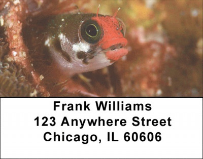 Assorted Fish by Aggressor Fleet Address Labels | LBWYB-01