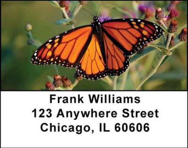 Monarch Butterflies Address Labels | LBANI-38
