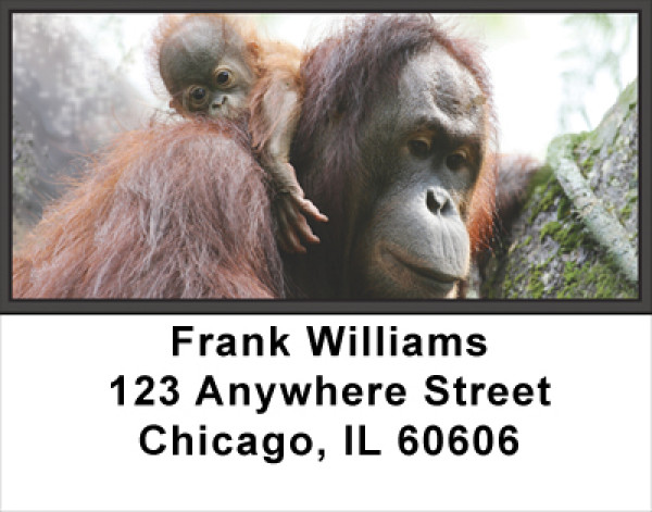 Orangutan Address Labels | LBANJ-42