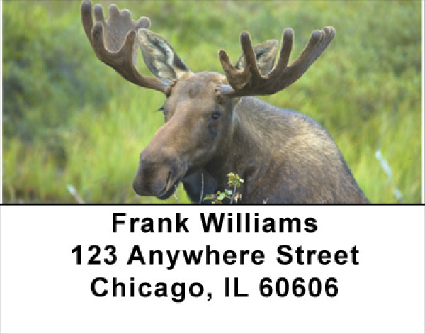 Moose Address Labels
