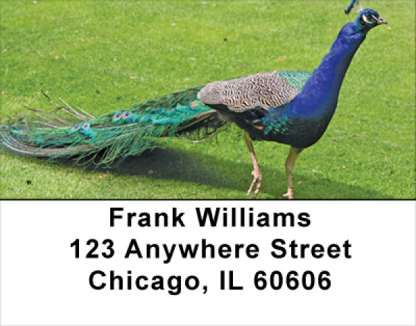 Peacock Parade Address Labels