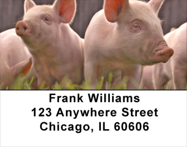 More Pig Address Labels