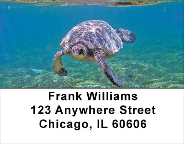 Swimming Sea Turtles Address Labels