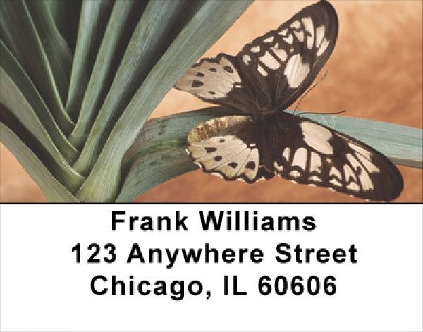Terracotta Butterfly Address Labels